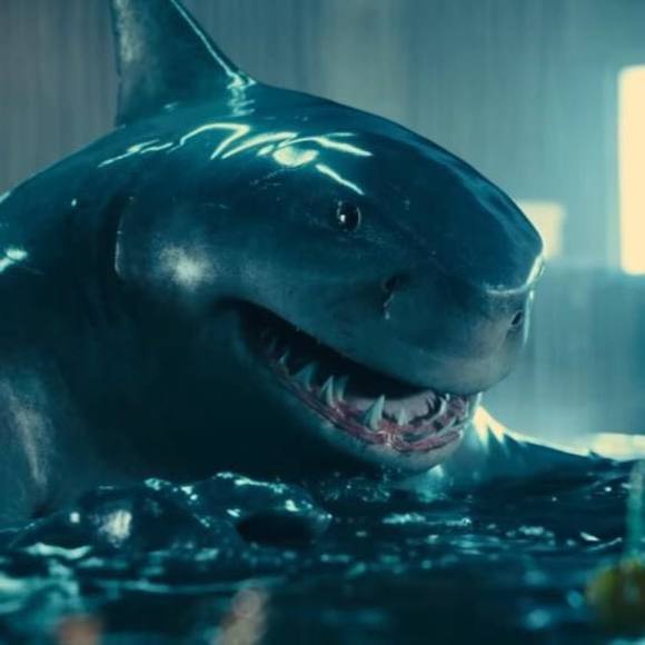 Meet your Posher, Tiburón - Picture 1 of 1